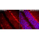 Immunofluorescence - Anti-CYP46A1 Antibody (A329302) - Antibodies.com