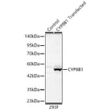 Western Blot - Anti-CYP8B1 Antibody (A329303) - Antibodies.com