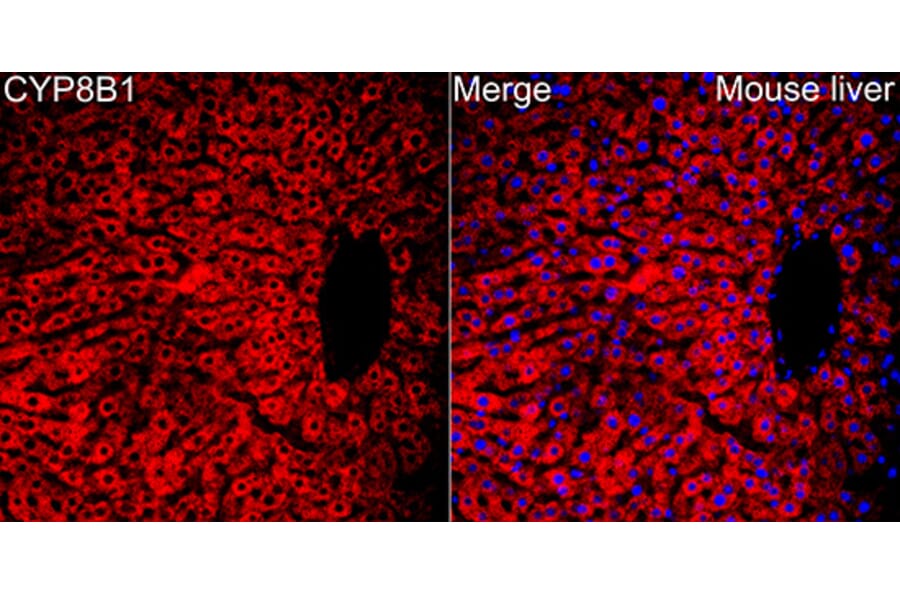 Immunofluorescence - Anti-CYP8B1 Antibody (A329303) - Antibodies.com