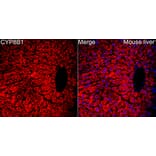 Immunofluorescence - Anti-CYP8B1 Antibody (A329303) - Antibodies.com