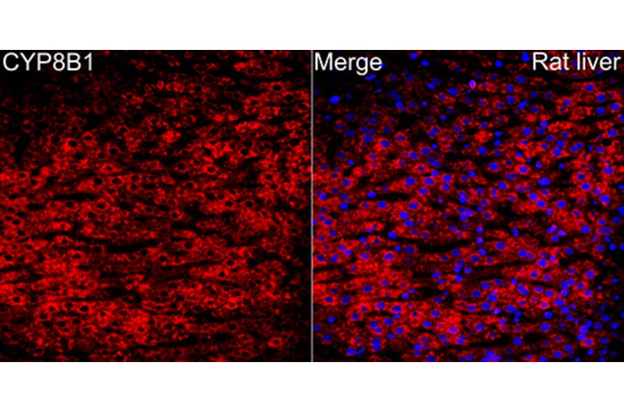 Immunofluorescence - Anti-CYP8B1 Antibody (A329303) - Antibodies.com