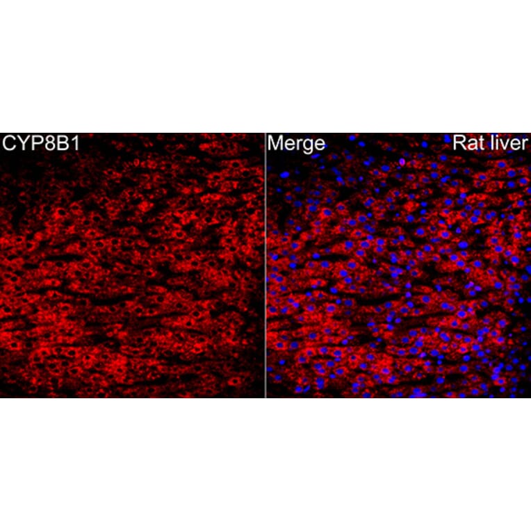 Immunofluorescence - Anti-CYP8B1 Antibody (A329303) - Antibodies.com
