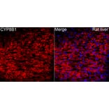 Immunofluorescence - Anti-CYP8B1 Antibody (A329303) - Antibodies.com