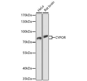 Western Blot - Anti-Cytochrome P450 Reductase Antibody (A329304) - Antibodies.com