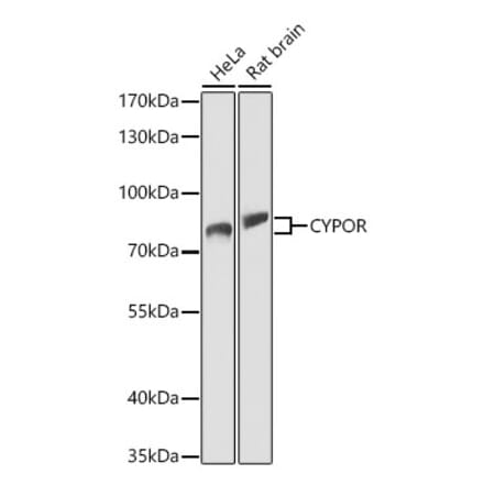 Western Blot - Anti-Cytochrome P450 Reductase Antibody (A329304) - Antibodies.com