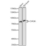 Western Blot - Anti-Cytochrome P450 Reductase Antibody (A329304) - Antibodies.com