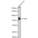 Western Blot - Anti-Cytochrome P450 Reductase Antibody (A329304) - Antibodies.com