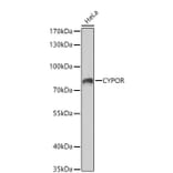 Western Blot - Anti-Cytochrome P450 Reductase Antibody (A329304) - Antibodies.com