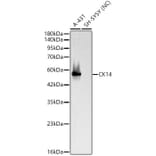 Western Blot - Anti-Cytokeratin 14 Antibody (A329306) - Antibodies.com