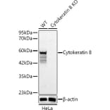 Western Blot - Anti-Cytokeratin 8 Antibody (A329307) - Antibodies.com