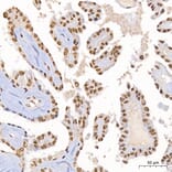 Immunohistochemistry - Anti-DBC-1 Antibody (A329309) - Antibodies.com