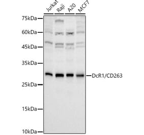 Western Blot - Anti-DcR1 Antibody [ARC3107] (A329310) - Antibodies.com