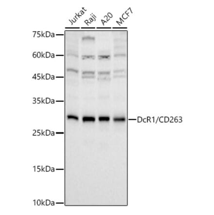 Western Blot - Anti-DcR1 Antibody [ARC3107] (A329310) - Antibodies.com
