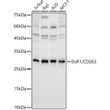 Western Blot - Anti-DcR1 Antibody [ARC3107] (A329310) - Antibodies.com