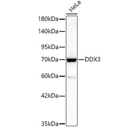 Western Blot - Anti-DDX3 Antibody (A329311) - Antibodies.com