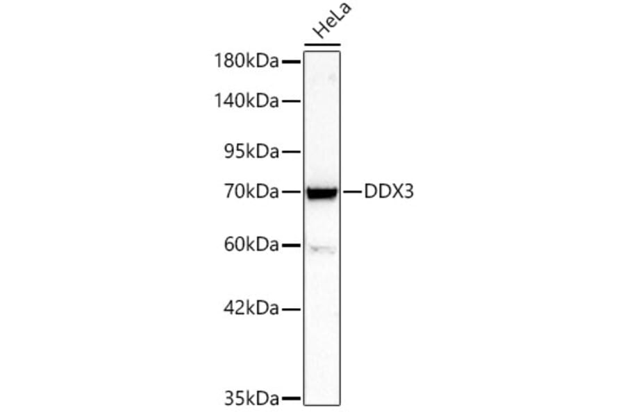 Western Blot - Anti-DDX3 Antibody (A329311) - Antibodies.com