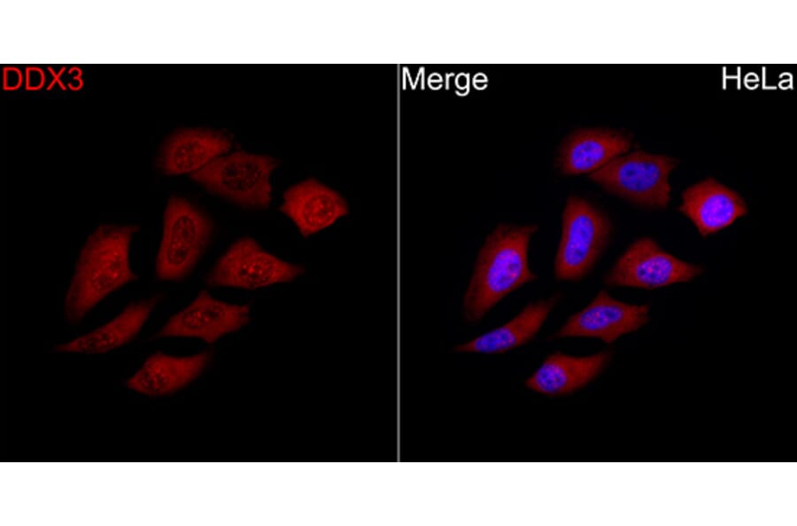 Immunofluorescence - Anti-DDX3 Antibody (A329311) - Antibodies.com