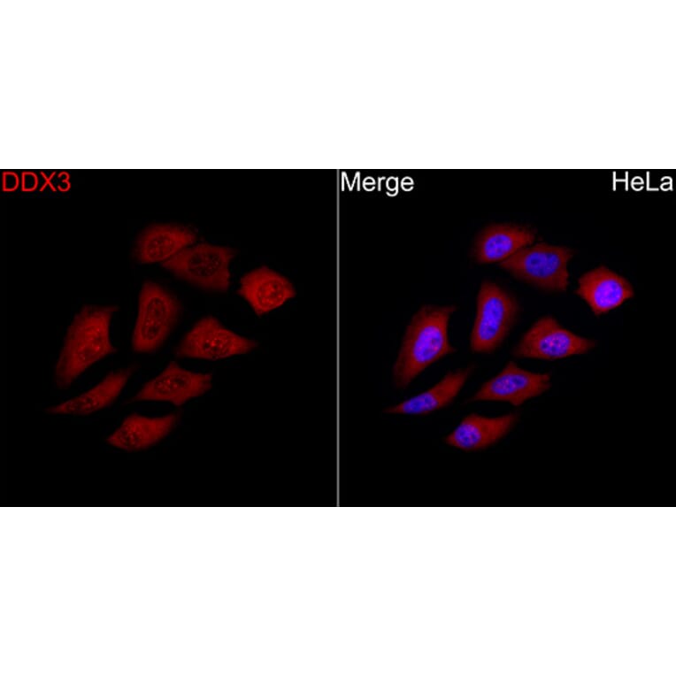 Immunofluorescence - Anti-DDX3 Antibody (A329311) - Antibodies.com