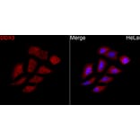 Immunofluorescence - Anti-DDX3 Antibody (A329311) - Antibodies.com