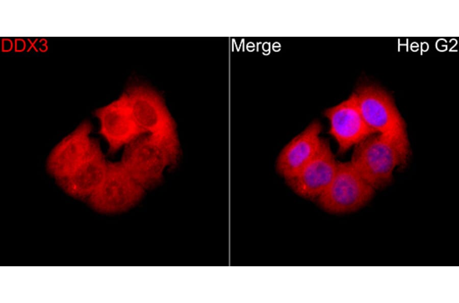 Immunofluorescence - Anti-DDX3 Antibody (A329311) - Antibodies.com