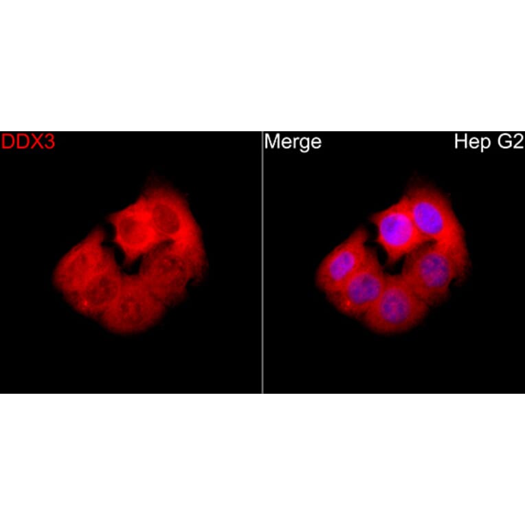 Immunofluorescence - Anti-DDX3 Antibody (A329311) - Antibodies.com