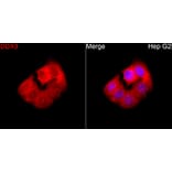 Immunofluorescence - Anti-DDX3 Antibody (A329311) - Antibodies.com