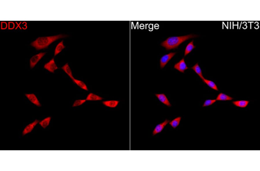 Immunofluorescence - Anti-DDX3 Antibody (A329311) - Antibodies.com