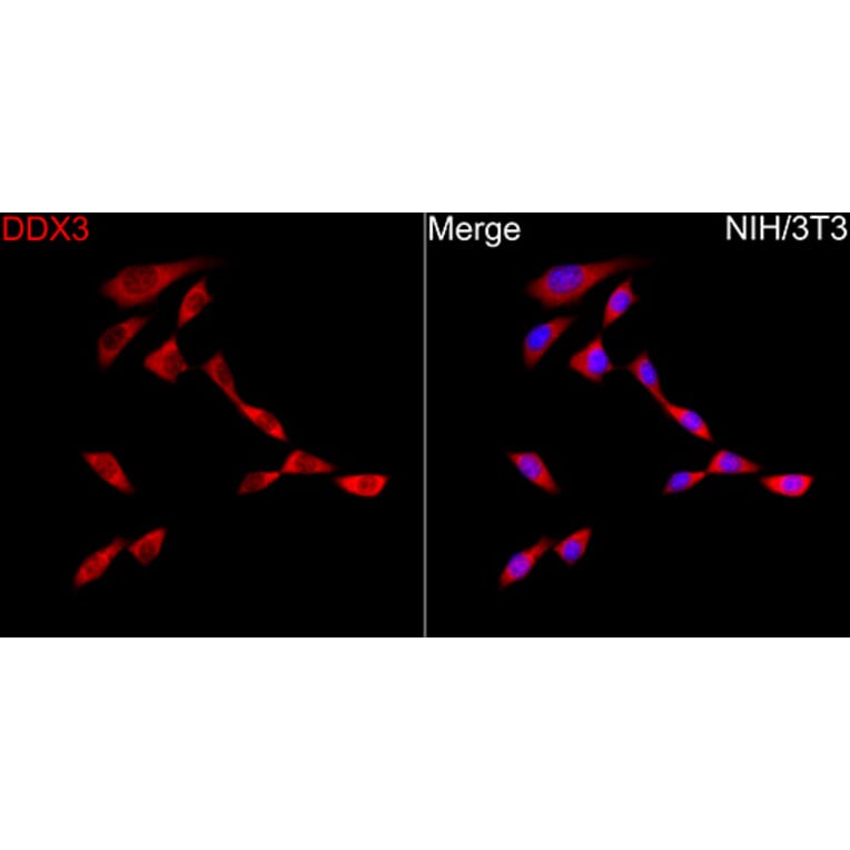 Immunofluorescence - Anti-DDX3 Antibody (A329311) - Antibodies.com