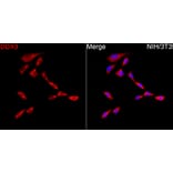 Immunofluorescence - Anti-DDX3 Antibody (A329311) - Antibodies.com