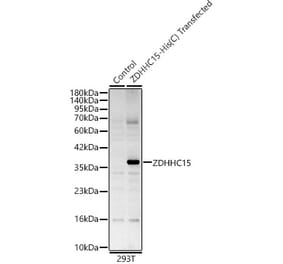 Western Blot - Anti-DHHC-15 Antibody (A329316) - Antibodies.com