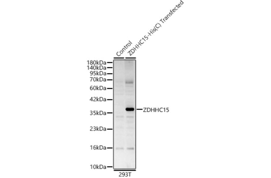 Western Blot - Anti-DHHC-15 Antibody (A329316) - Antibodies.com