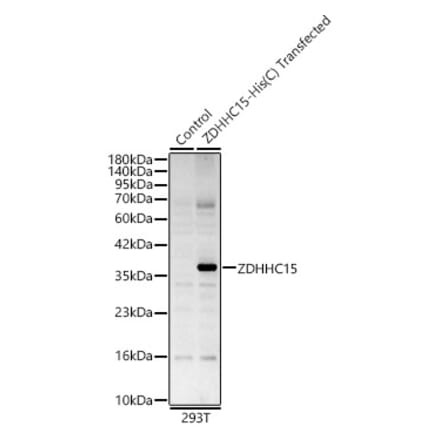 Western Blot - Anti-DHHC-15 Antibody (A329316) - Antibodies.com