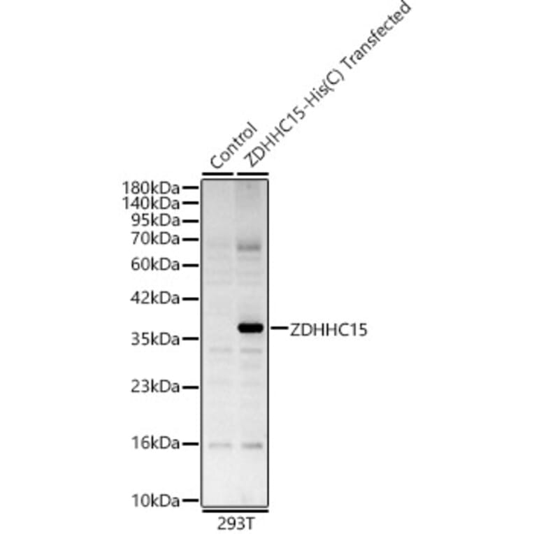 Western Blot - Anti-DHHC-15 Antibody (A329316) - Antibodies.com