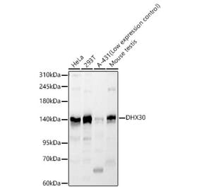 Western Blot - Anti-DHX30 Antibody (A329318) - Antibodies.com