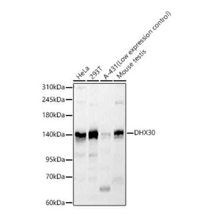 Western Blot - Anti-DHX30 Antibody (A329318) - Antibodies.com
