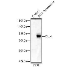 Western Blot - Anti-DLL4 Antibody (A329319) - Antibodies.com