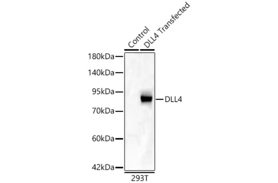 Western Blot - Anti-DLL4 Antibody (A329319) - Antibodies.com