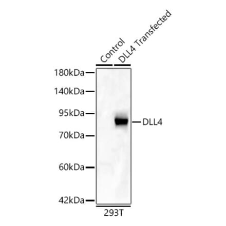 Western Blot - Anti-DLL4 Antibody (A329319) - Antibodies.com