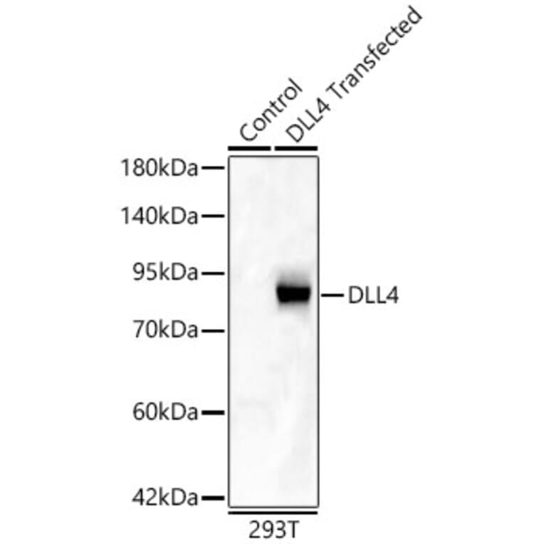 Western Blot - Anti-DLL4 Antibody (A329319) - Antibodies.com