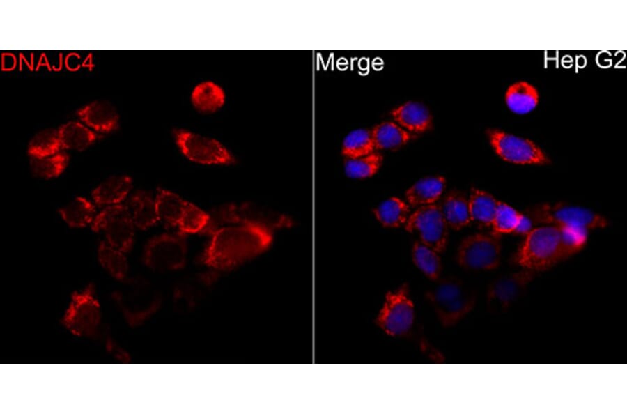 Immunofluorescence - Anti-DNAJC4 Antibody (A329320) - Antibodies.com