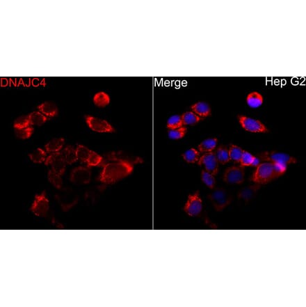 Immunofluorescence - Anti-DNAJC4 Antibody (A329320) - Antibodies.com