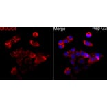Immunofluorescence - Anti-DNAJC4 Antibody (A329320) - Antibodies.com
