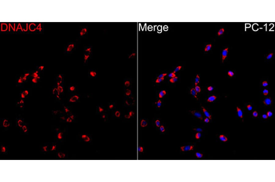 Immunofluorescence - Anti-DNAJC4 Antibody (A329320) - Antibodies.com