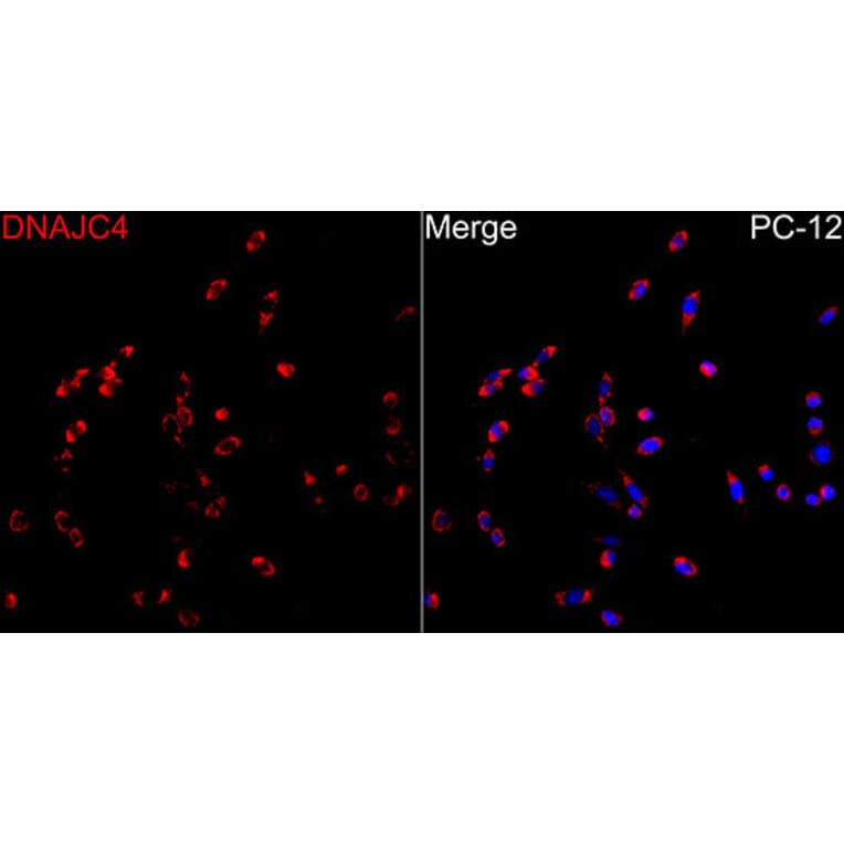 Immunofluorescence - Anti-DNAJC4 Antibody (A329320) - Antibodies.com