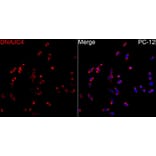 Immunofluorescence - Anti-DNAJC4 Antibody (A329320) - Antibodies.com