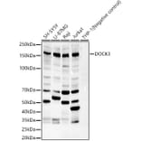 Western Blot - Anti-DOCK3 Antibody (A329321) - Antibodies.com