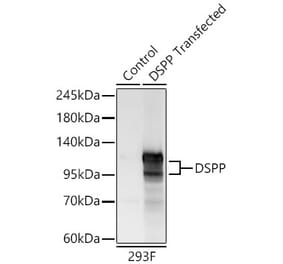 Western Blot - Anti-DSPP Antibody (A329324) - Antibodies.com