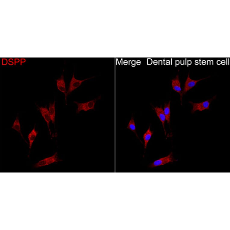 Immunofluorescence - Anti-DSPP Antibody (A329324) - Antibodies.com