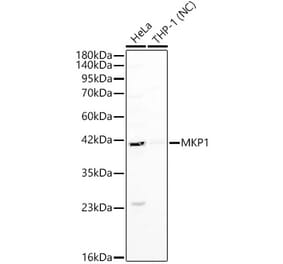 Western Blot - Anti-DUSP1 Antibody (A329325) - Antibodies.com