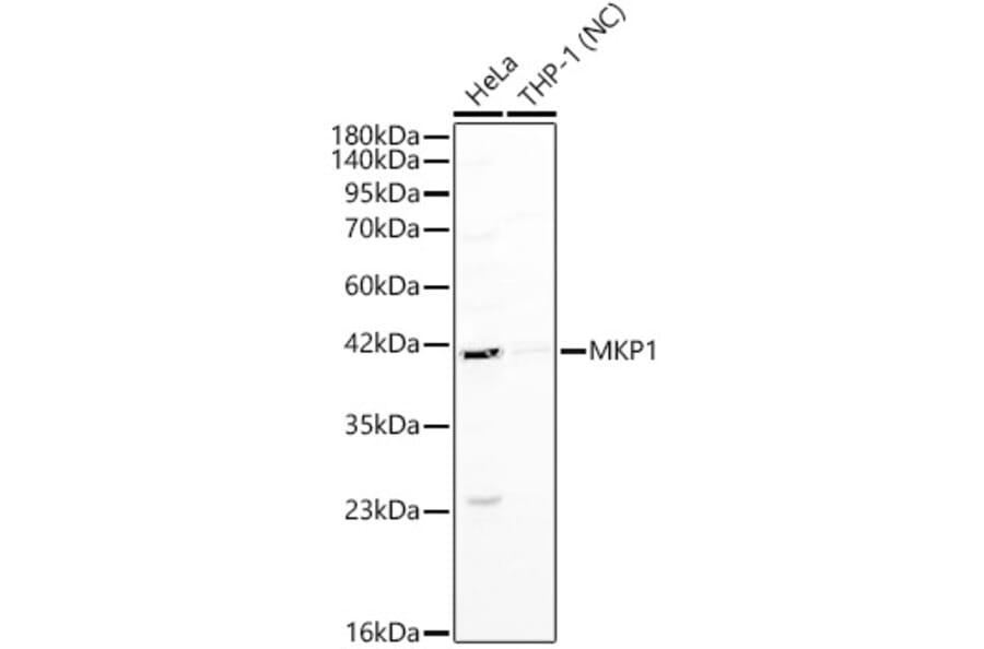 Western Blot - Anti-DUSP1 Antibody (A329325) - Antibodies.com